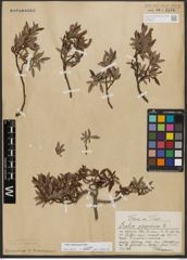 Foto von Salix waldsteiniana Willd.
